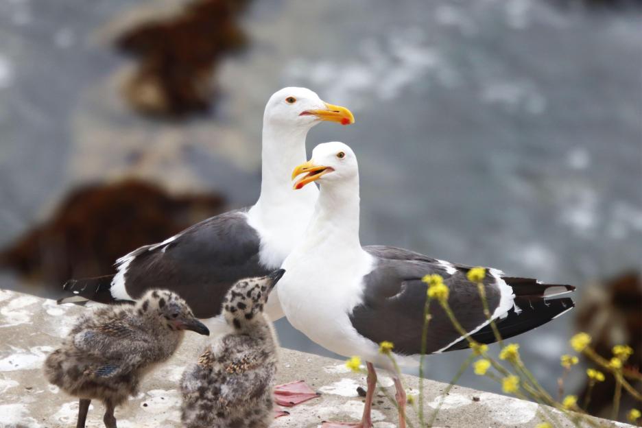 Two adult seagulls and two gull chicks on a sea cliff.