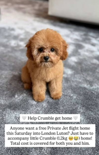 A small brown poodle puppy named Crumble with an offer of a free private jet flight to London Luton in exchange for accompanying the puppy home.