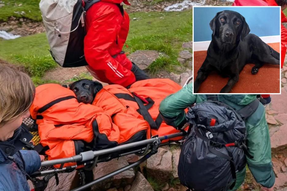 Dog Rescued from Ben Nevis After Getting High on Abandoned Cannabis Left on Trail