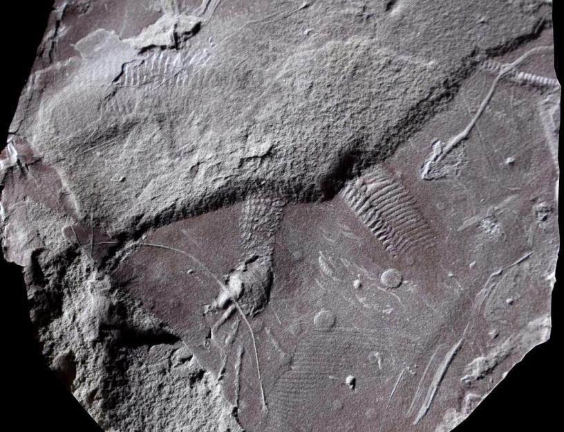 Scientists Unearth 299-Million-Year-Old Fossilized Rear End, Shedding Light on Prehistoric Secrets