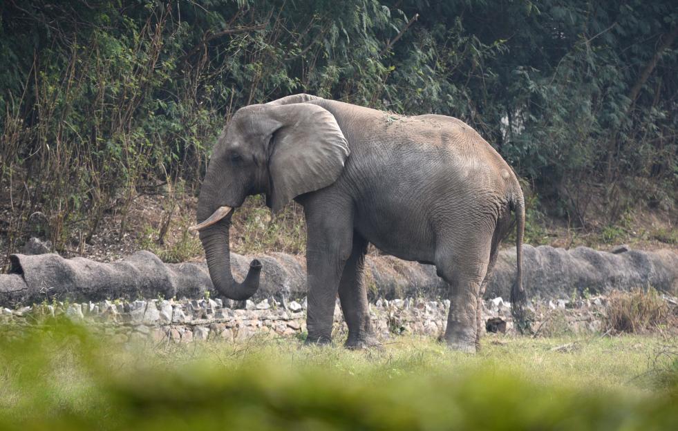 World's Loneliest Elephant Passes Away from Rare Disease After a Decade of Isolation Following the Loss of Her Only Companion