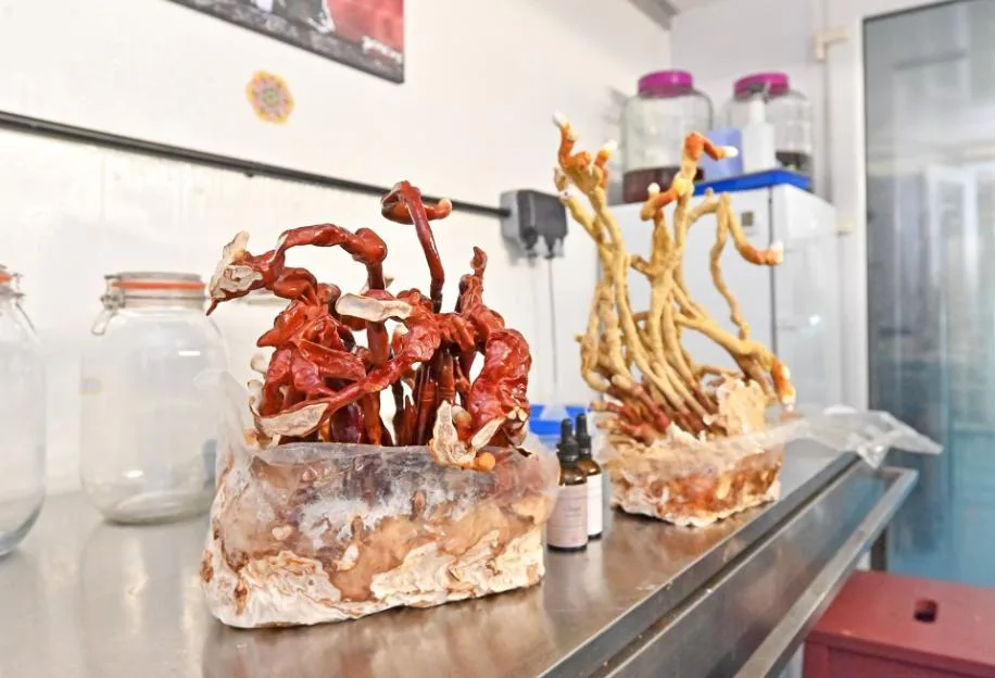 Two bags of cultivated Reishi and Cordyceps mushrooms growing on a stainless steel counter.