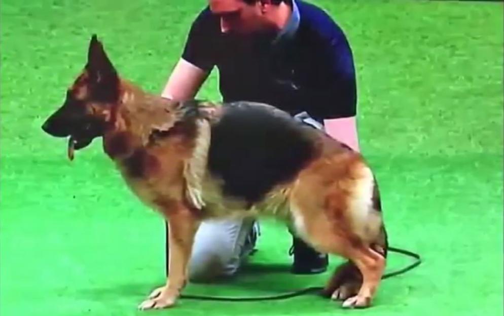 NINTCHDBPICT000220706264