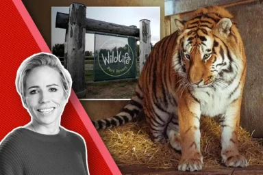 Tiger mauling man to death shows why it’s time to lock up depressing zoos and leave animals alone