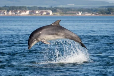 Dolphins around Britain could have regional accents just like humans, study shows