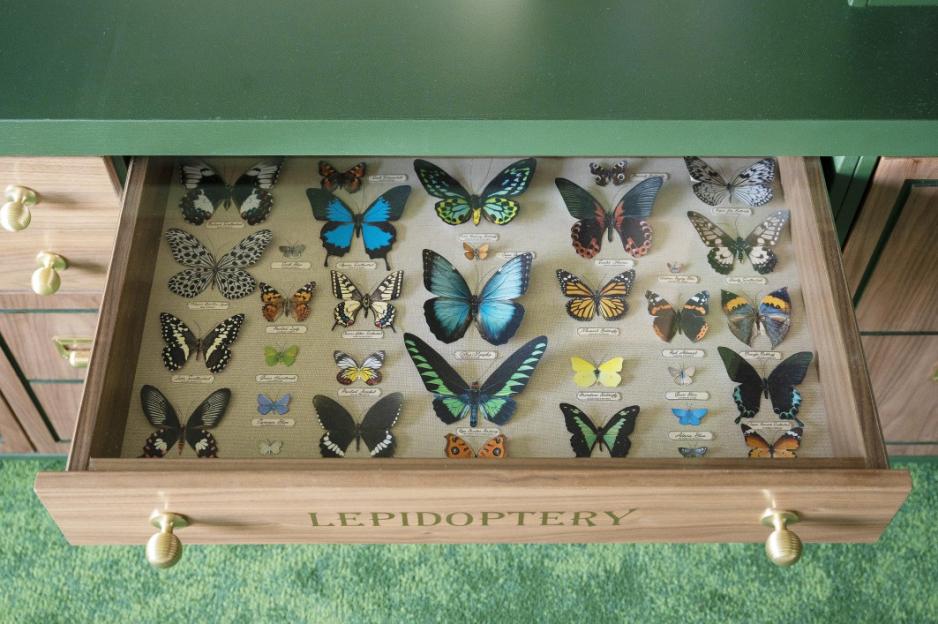 Open drawer from a "LEPIDOPTERY" cabinet showcasing an organized collection of various pinned butterfly specimens.