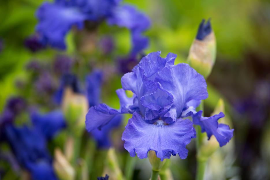 Chelsea Flower Show Unveils First-Ever 'Sex Garden' in Exciting New Era!