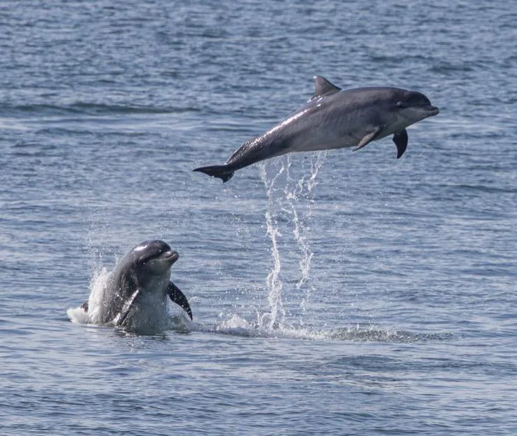 A pod of dolphins leaps from the water off the Sunderland coast.