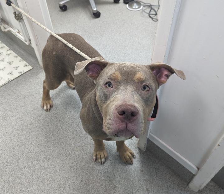 An XL Bully dog named Chicago on a leash.