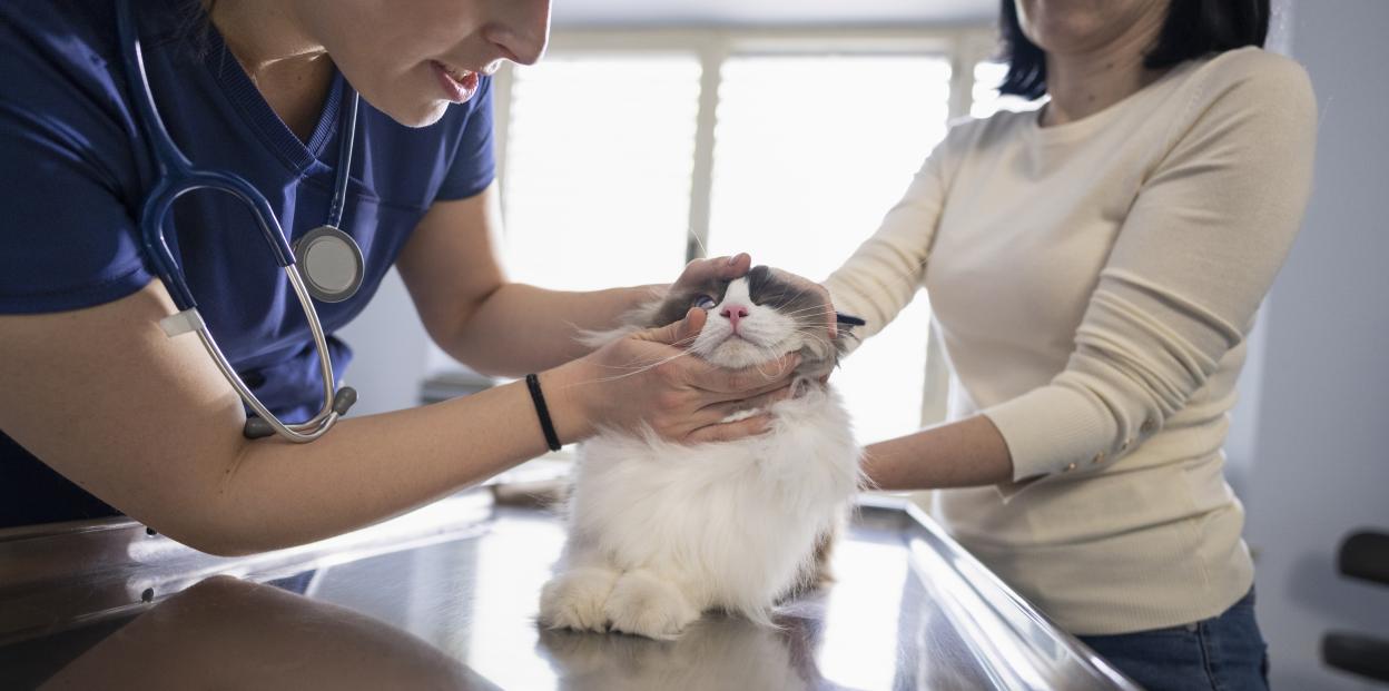 A veterinarian examining a Ragdoll cat on an examination table, while a woman looks on.