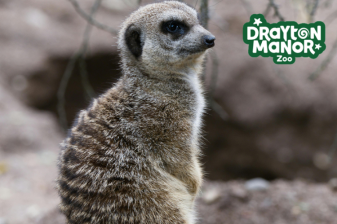 Meerkat with Drayton Manor Zoo logo.