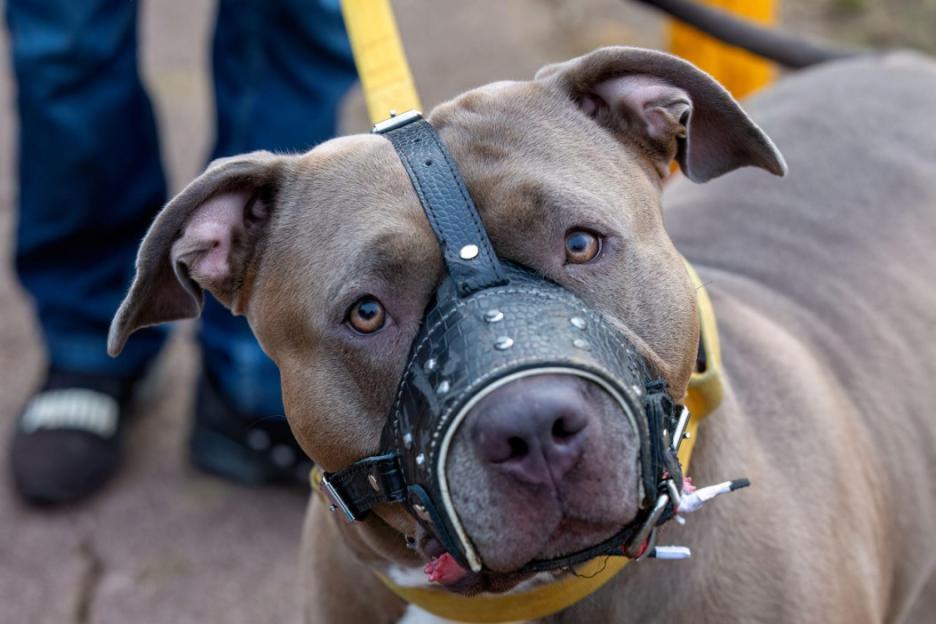 Bonnie, a 2-year-old XL Bully, wears a muzzle while out for a walk.