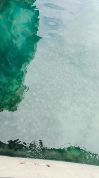 Thousands of spider crabs covering the sea floor of a harbor.