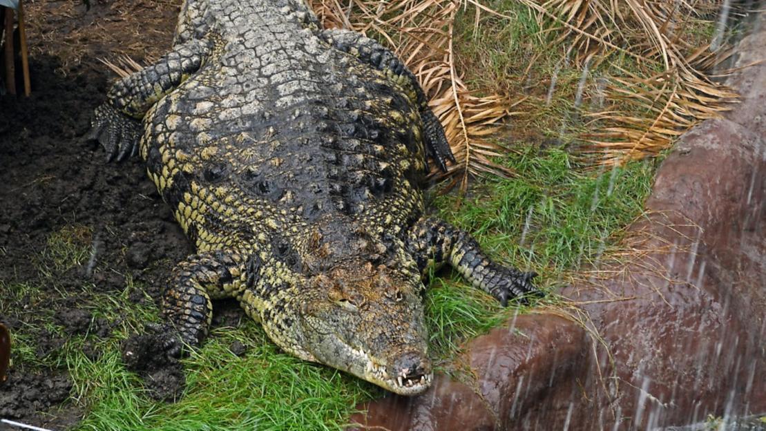 Boy, three, 'critical' after crocodile mauling at zoo as man arrested