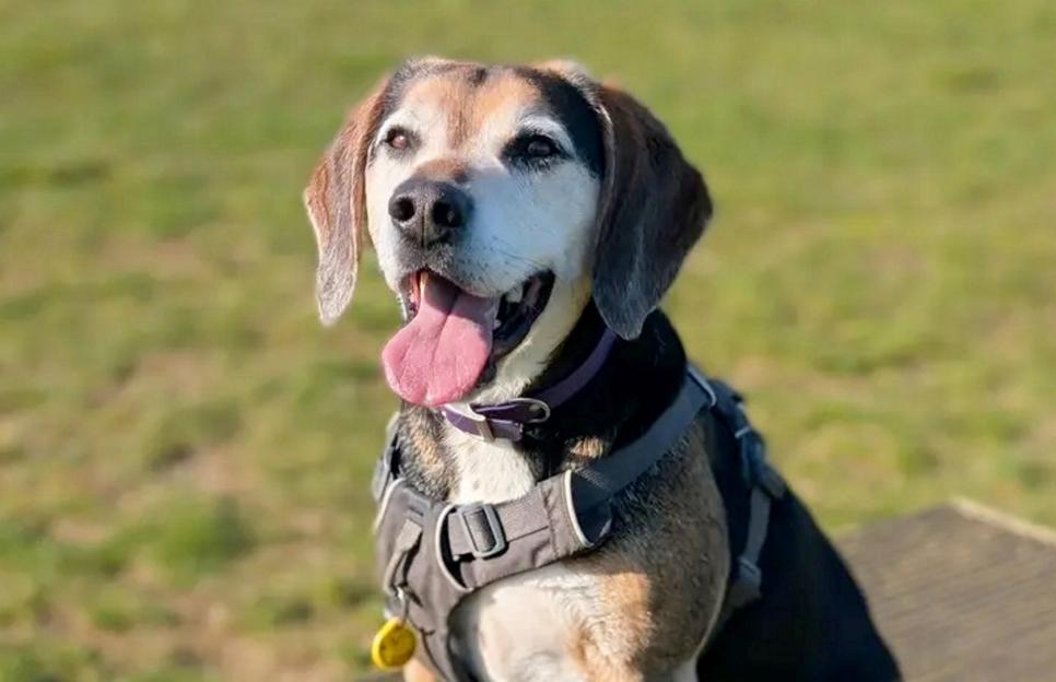 UK's loneliest dog unwanted for two years because his grey snout makes him look old