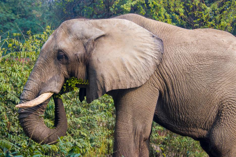 The lone African elephant Shankar eats plant in bush in New Delhi zoo. This elephant is a gift from Zimbabwe to the Indian government.