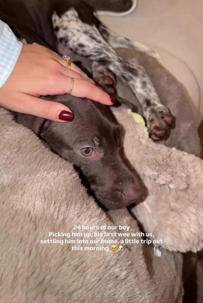 A person petting a brown puppy with black and white spotted paws on a fluffy blanket.