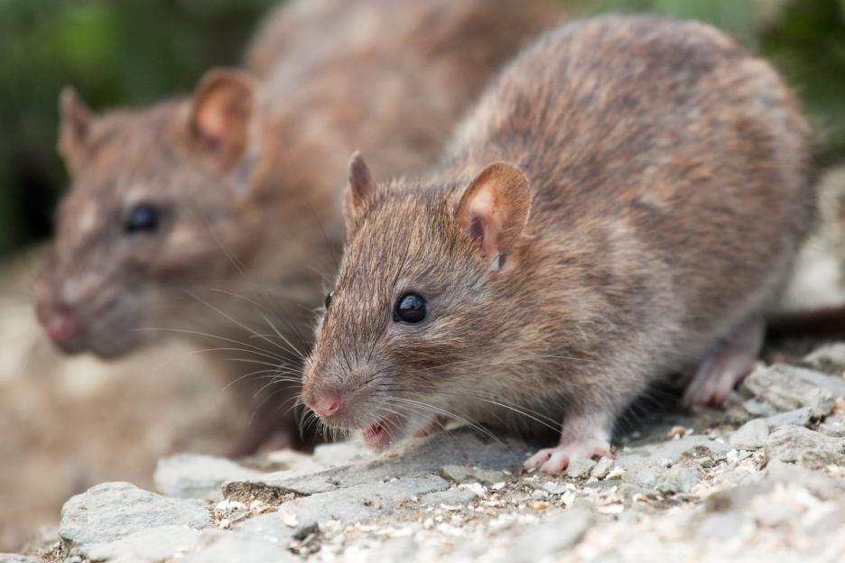 Two brown rats emerge from their burrow to feed.
