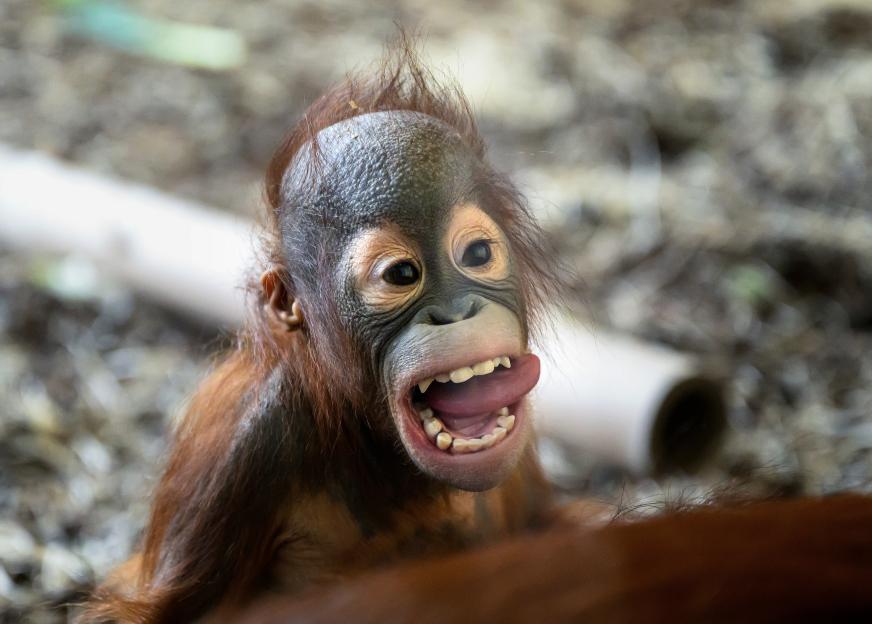 AUSTRIA-ANIMALS-ZOO-ORANGUTAN-BABY