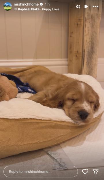 A light brown puppy with a white stripe on its head sleeping in a soft, light-colored dog bed.