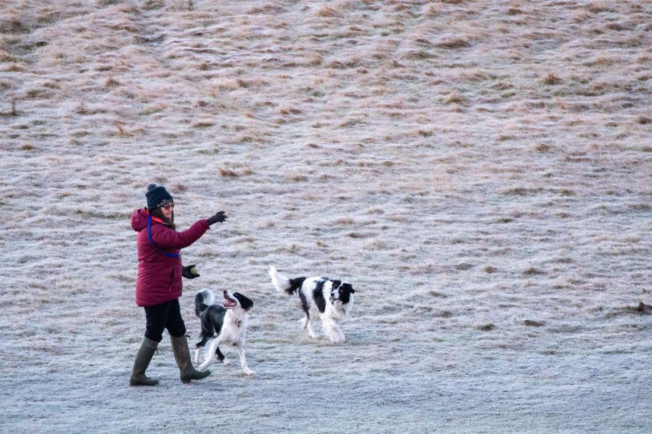 Woman playing with two dogs in a frosty field.