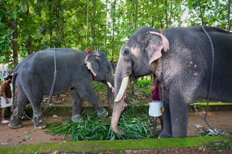 India Elephant Festival