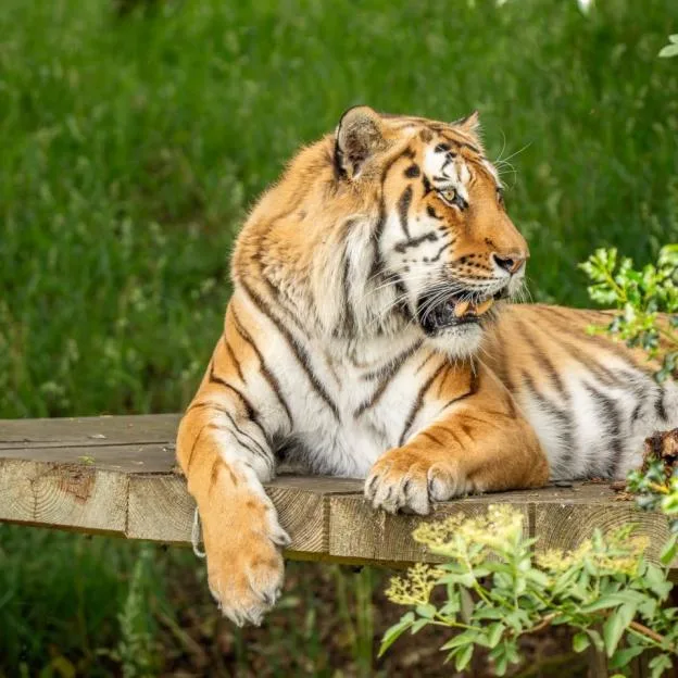 A tiger rests on a wooden platform at Yorkshire Wildlife Park, looking to the side with its mouth slightly open.