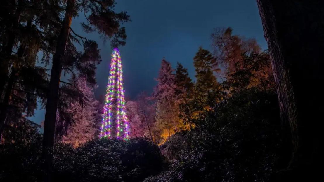 A very tall Christmas tree, brightly lit with multicolored lights, stands among darker trees in a forest at night, under a dark blue sky.