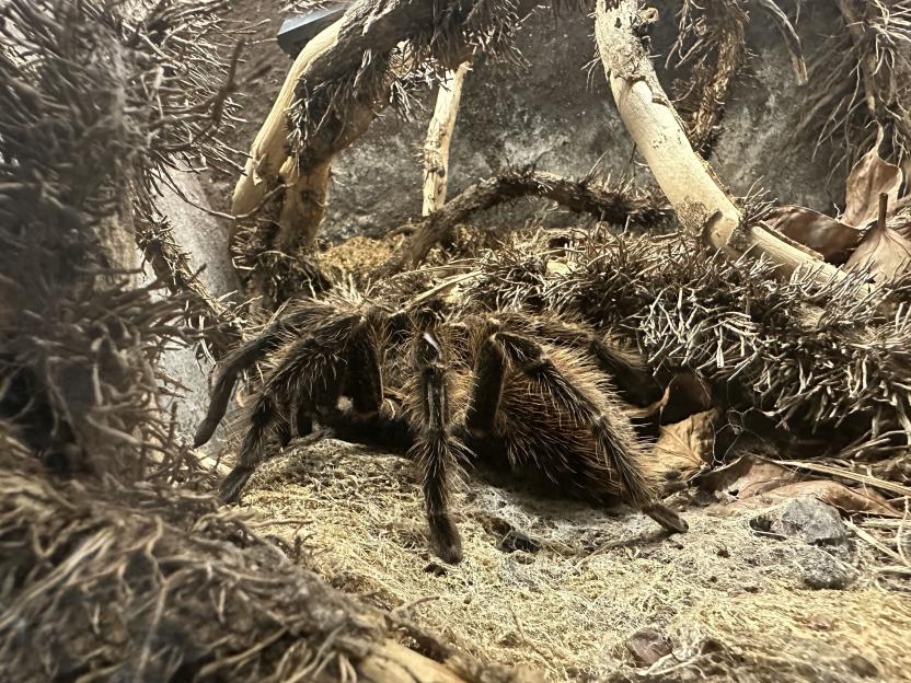 A curly-haired tarantula, Tliltocatl albopilosus, on the ground among dry leaves and branches.