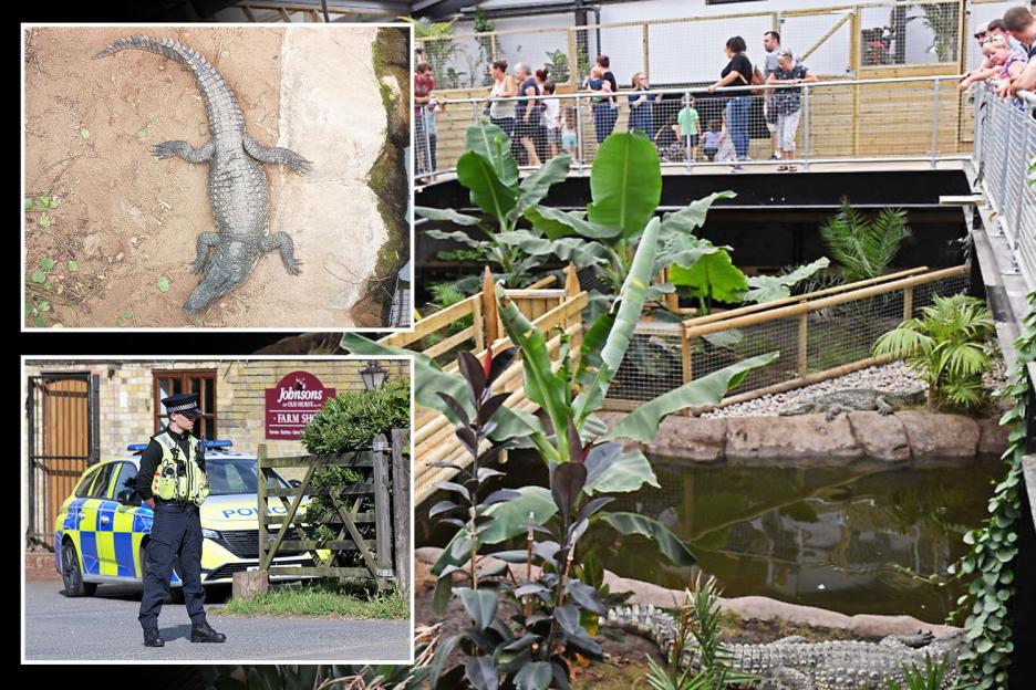3-Year-Old Boy Faces 7th Surgery After Crocodile Pit Incident—Family Shares Heartwarming News of His Recovery!