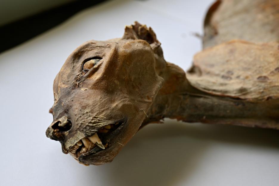 Baffling Find: Seven Mummified Cheetahs Discovered in Desert Cave Among Dozens of Big Cats