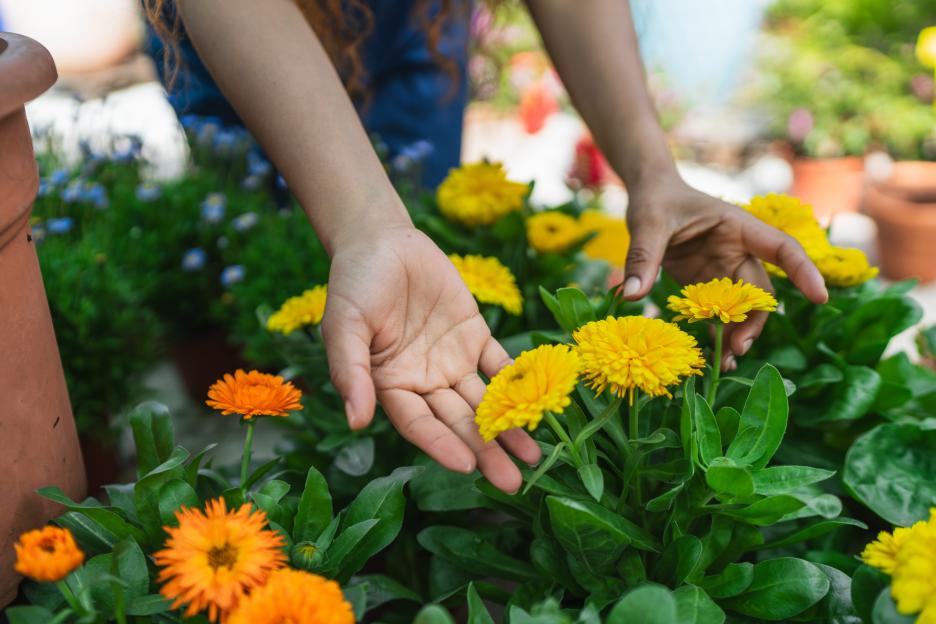 Gardener taking care of calendula officinalis in a plant nursery