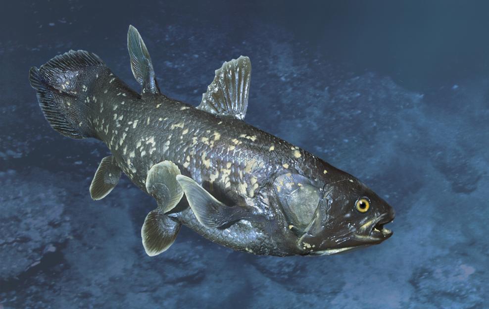 A coelacanth, a prehistoric fish, swims in deep blue water.