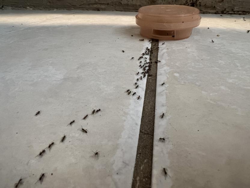 Ants on a tiled floor forming a trail towards a bait trap during an ant infestation in a domestic home.