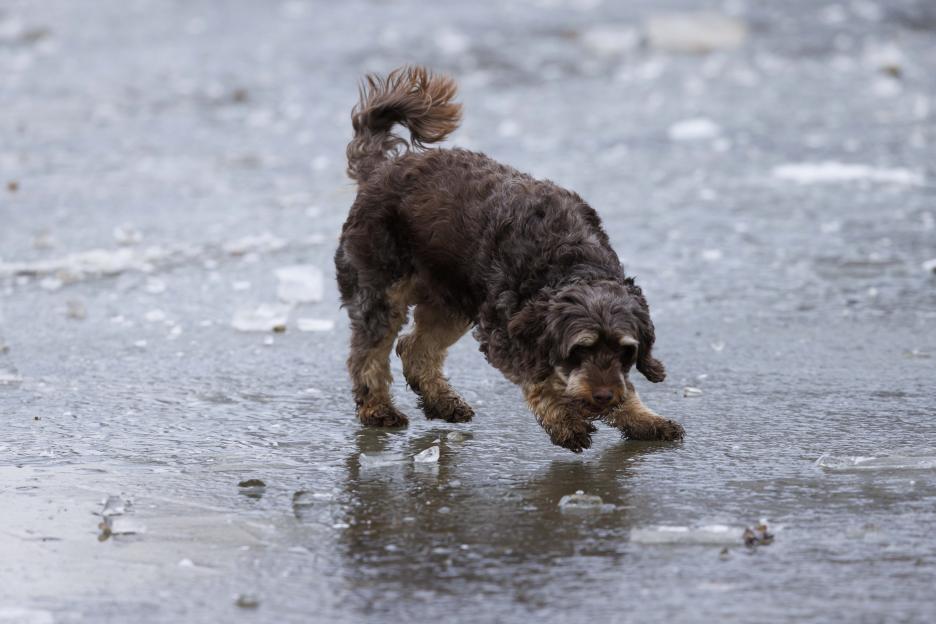 Brown dog on ice bending down, head low, with front paws extended forward.