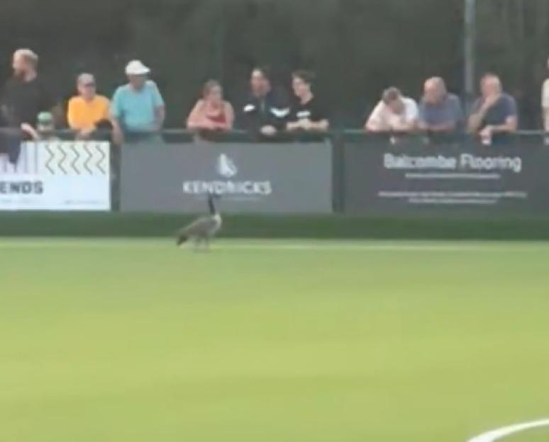 Wild Football Game Features Goose on the Pitch as Alisha Lehmann's 'Love Island' Reject Fiancé Gets Red Card