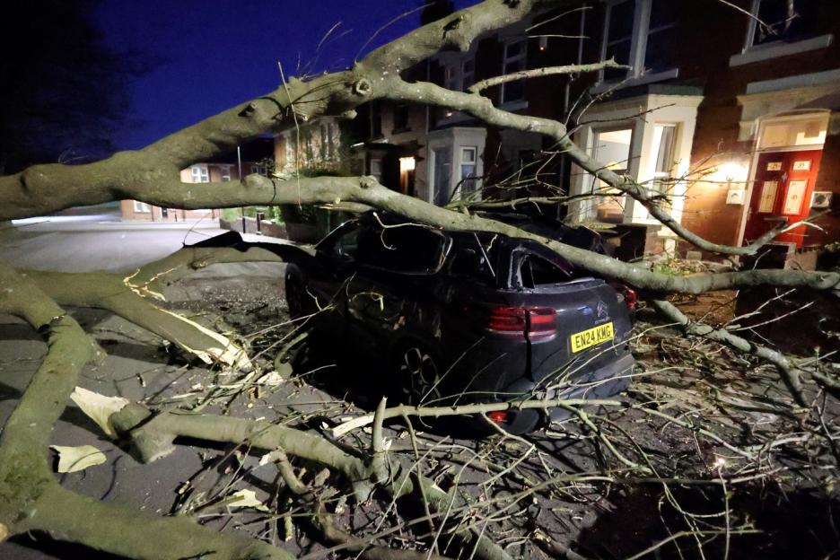 Fallen tree branches on top of a black car.