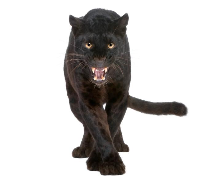 Black leopard snarling at the viewer.