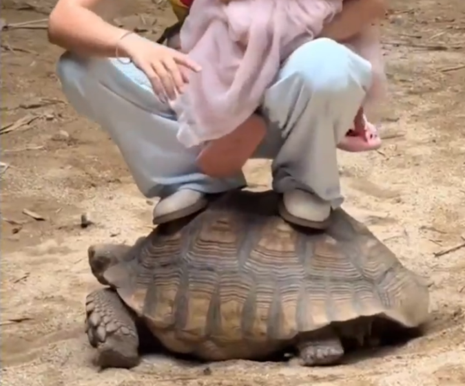 A person squats on a tortoise's shell, holding a child.