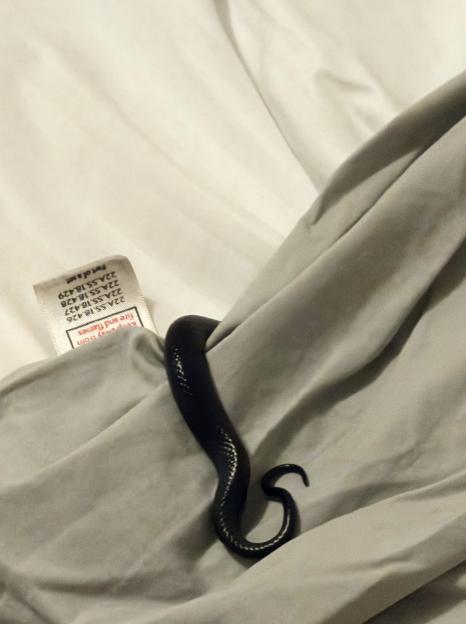 NINTCHDBPICT001053255056