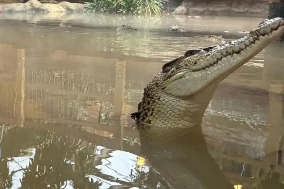 Three-Year-Old Boy Falls into Crocodile Enclosure at UK Zoo; Man Arrested for 'Attempted Murder'