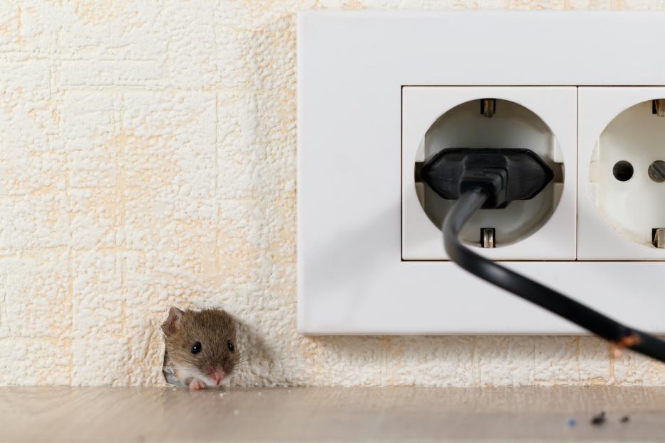 A mouse peeking out of a hole in a textured wall, next to an electrical outlet with a cord plugged in.