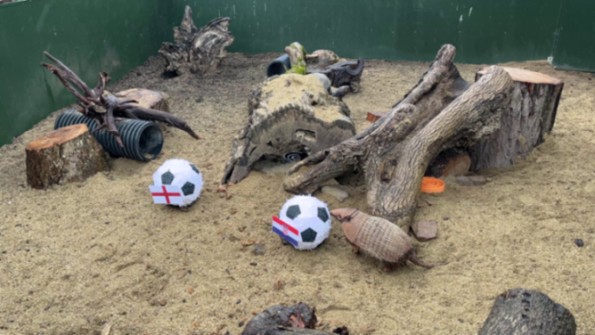 An armadillo standing next to a soccer ball with the Croatian flag, with another soccer ball with the English flag in the background.