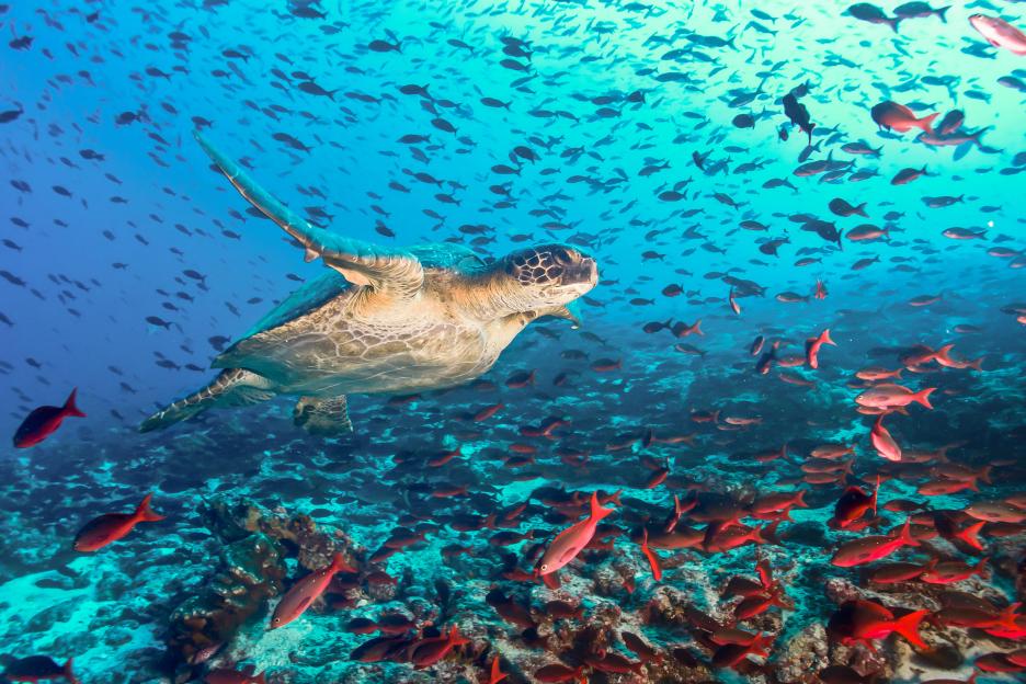 Turtle and tons of fish in Galapagos