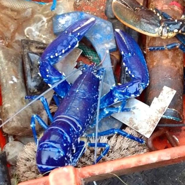 Family Stumbles Upon Rare Electric Blue Creature on Popular UK Beach – A One in Two Million Find!
