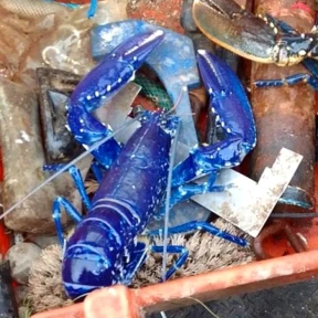 Family Stumbles Upon Rare Electric Blue Creature on Popular UK Beach – A One in Two Million Find!