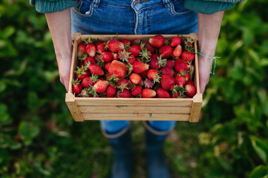 Discover Britain's Largest Pick-Your-Own Strawberry Field: 150 Acres of Summer Fun for Just £2.50!