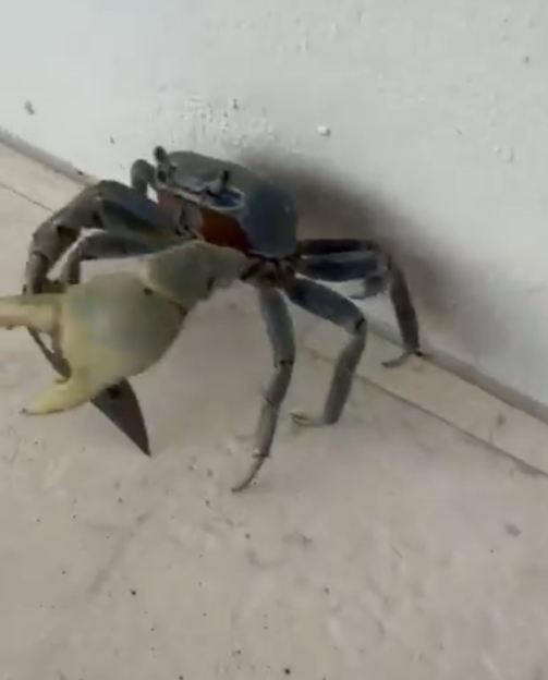 Blue crab with one large white claw standing on a light-colored surface next to a white wall.