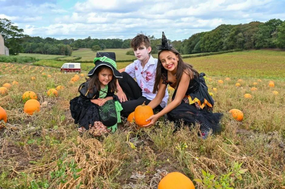 Three children in Halloween costumes pose in a pumpkin patch at Stockeld Park, with orange pumpkins scattered around them.
