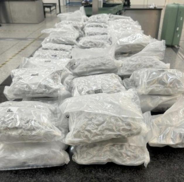 Clear plastic bags filled with cannabis, arranged on a surface.
